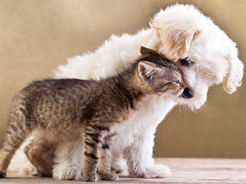 Veterinaria, Farmacia Assarotti Genova