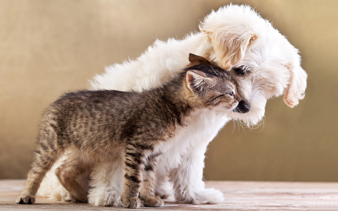 Veterinaria, Farmacia Assarotti Genova